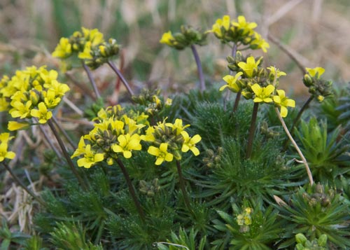 Draba hispanica