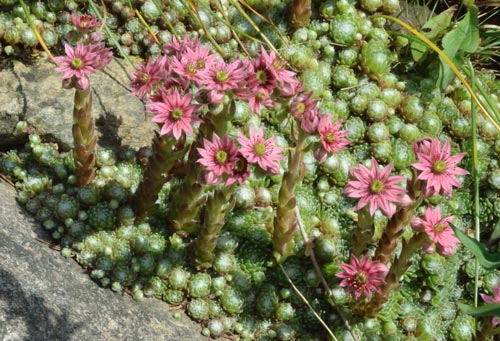 Sempervivvum arachnoideum