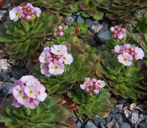 Androsace sempervivoides