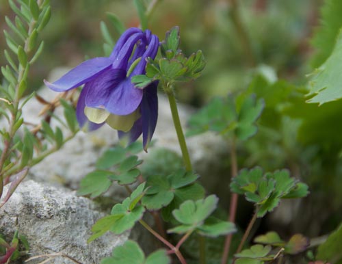 Aquilegia flabellata