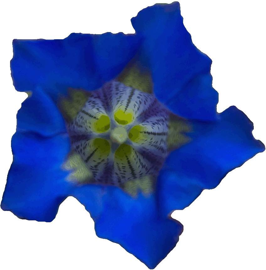 Gentiana acaulis